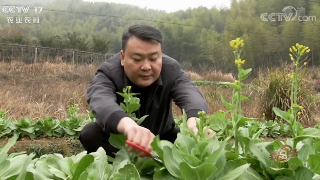 致富经 《致富经》 20200415 巧种蔬菜 变换销路有玄机