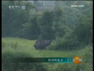 天网 枪响野象谷 上