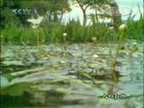 人与自然 自然启示--小型猎手 下 启人与自然 20101108