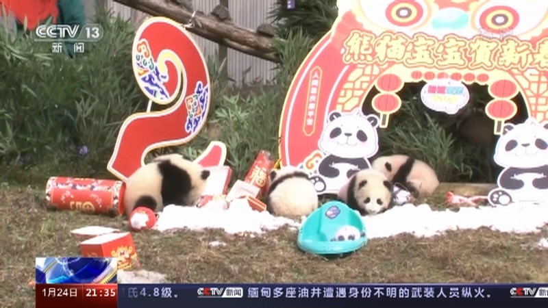 新闻1+1 《新闻1+1》 20220124 新生熊猫宝宝，给您拜年！