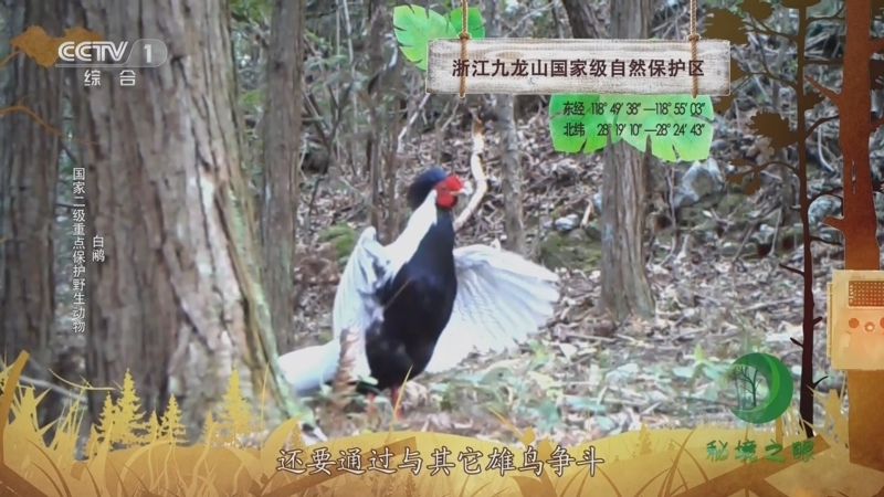 秘境之眼 《秘境之眼》 红腹锦鸡/黑嘴松鸡/白鹇 20231022
