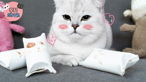 举起爪儿来 纸筒秒变猫玩具