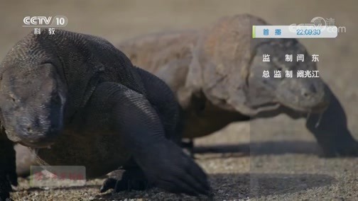 自然传奇 《自然传奇》 20200211 毒蛇和科莫多巨蜥