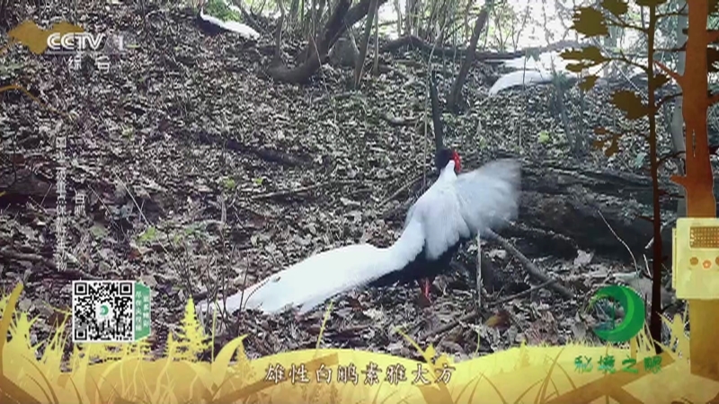 秘境之眼 《秘境之眼》 白鹇/朱鹮/白冠长尾雉/大鸨 20221218