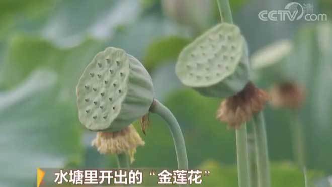致富经 [致富经]20190614 水塘里开出的“金莲花”