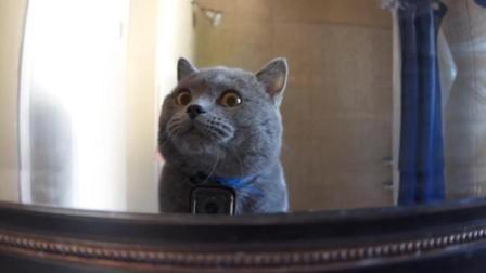 猫男AaronsAnimals 第一季 假如在猫身上挂一个GoPro 猜猜这一天会发生什么 25