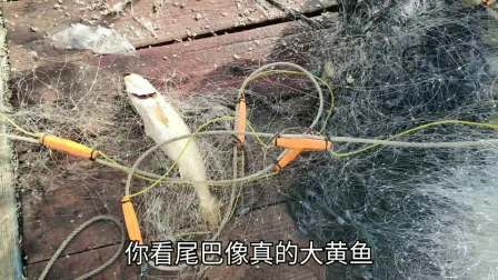 南澳岛赶海日记 浙江舟山大黄鱼涨价了是我们的三倍，彪哥出海捕鱼，结果却不一样