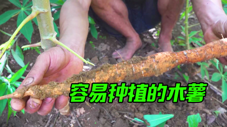 原始丛林人苏门答腊 第二季 野外最容易获取的食物，种植也很简单，这是流浪者美食