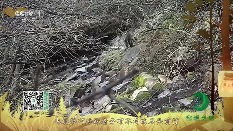 《秘境之眼》 黄喉貂 20210618