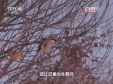 地理中国 《地理中国》 20160124 冬日奇景·追踪海雕8号（下）