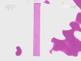小小智慧树 《小小智慧树》 20160912