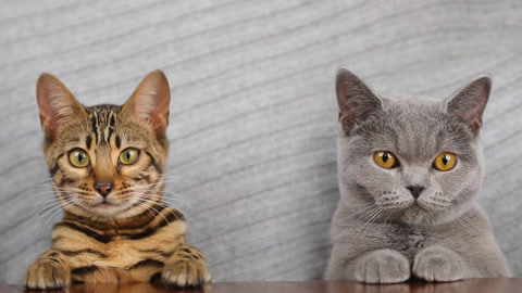 喵客帝国 佛系异食癖橘猫成网红