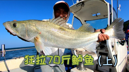 花80块买了2斤活虾海钓，钓了70斤鲈鱼卖3000块，这买卖太划算