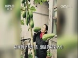 回家，吃饭 《回家吃饭》 20161223 蒸大枣 煎饼合子 玉米面咸粥