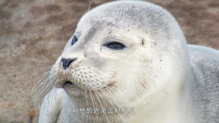 Born to Swim 为游泳而生的新生活