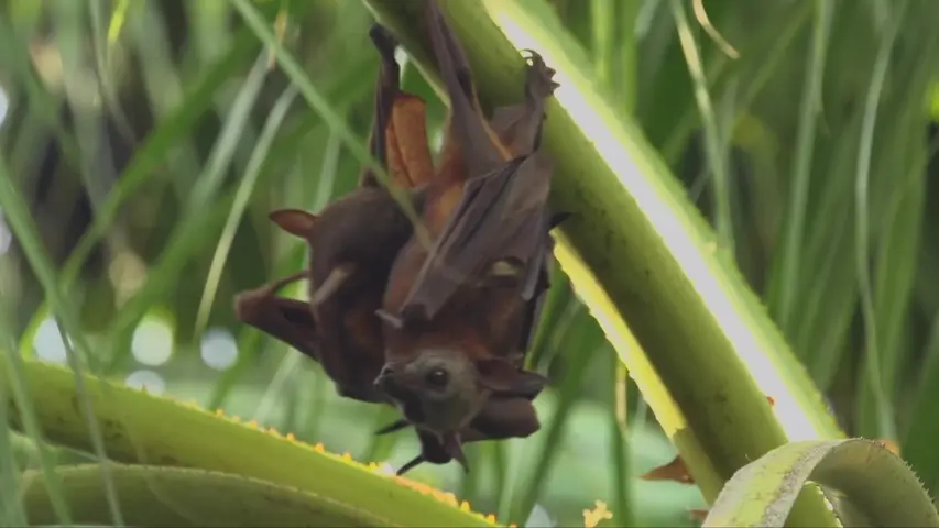 《野外生存》第5集