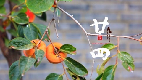 迷迭香 用这种水果留住阳光