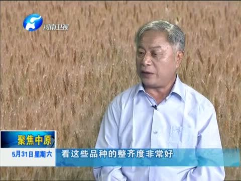 聚焦中原 《聚焦中原》 20140531 麦浪滚滚兆丰年
