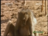 人与自然 《人与自然》 20130404 自然故事 鳄鱼最后的晚宴（上）