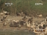 生财有道 《生财有道》 20131105 腾飞的野鸭梦
