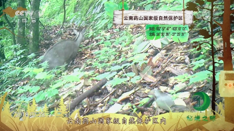 《秘境之眼》 中华斑羚/赤麂/猪獾/野猪 20210715