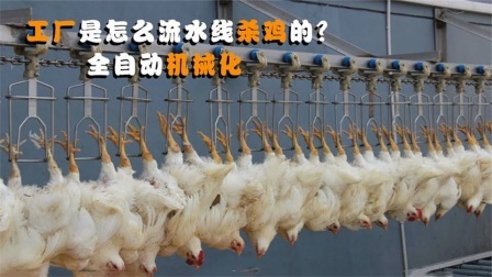 机械控 工厂流水线是怎么杀鸡的？全自动机械化，这样生产的鸡肉好吃吗