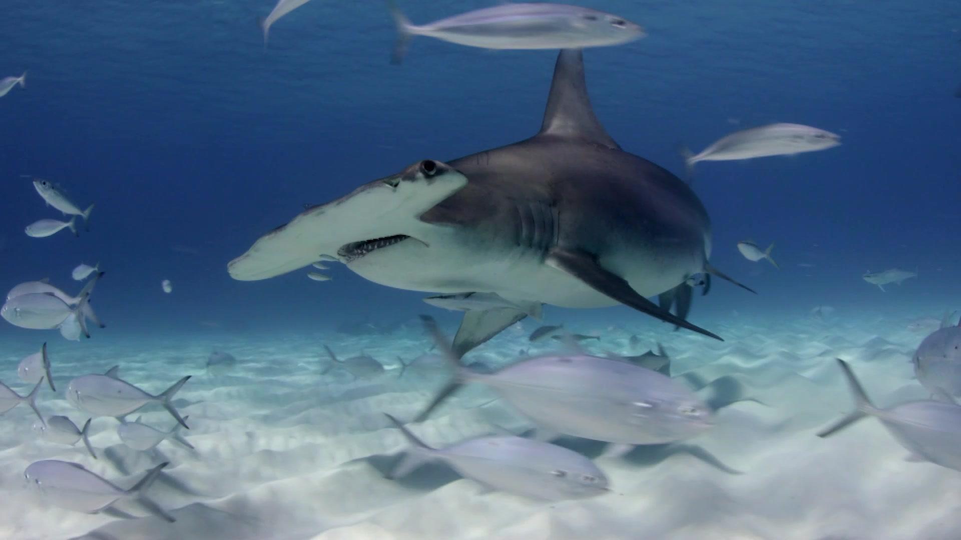 直击鲨鱼攻击第四季 第3集