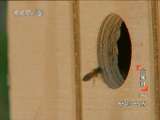 动物世界 动物世界 2010年 第60期