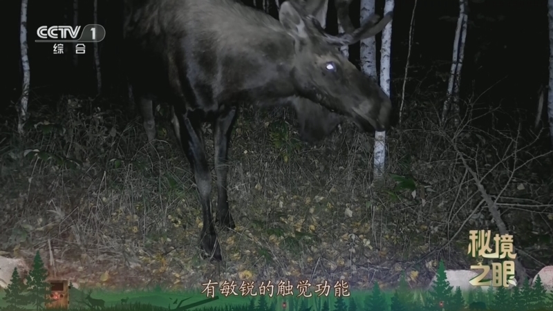 秘境之眼 《秘境之眼》 驼鹿 20250321