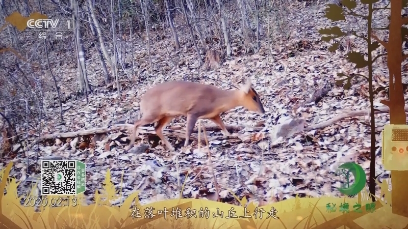 《秘境之眼》 小麂 20210119