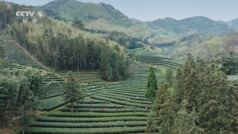 《蔡襄》 第4集 茶果流芳