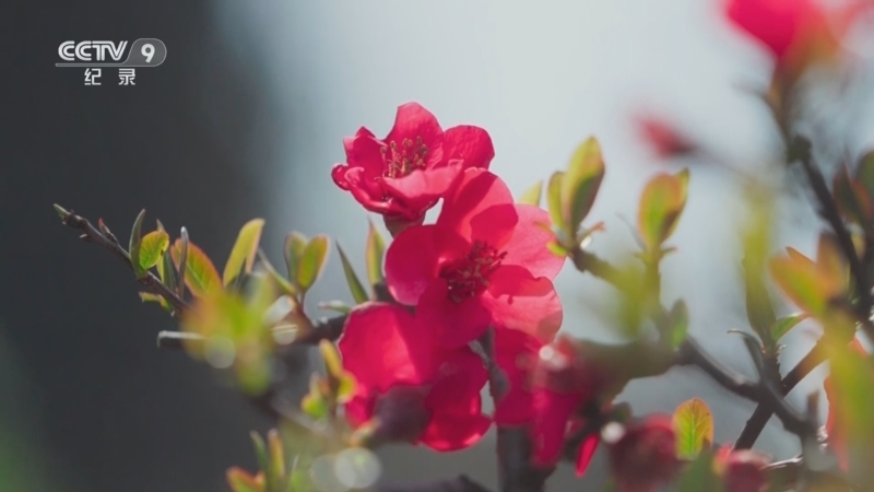 《公园城市和我》 第8集 盆景大师：诗画 造境