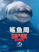 《鲨鱼周》海报