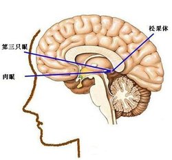 松果体_好搜百科