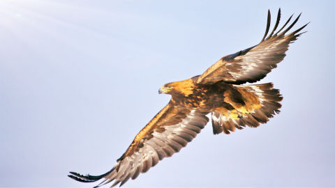 第一视角,金雕以时速公里急速俯冲