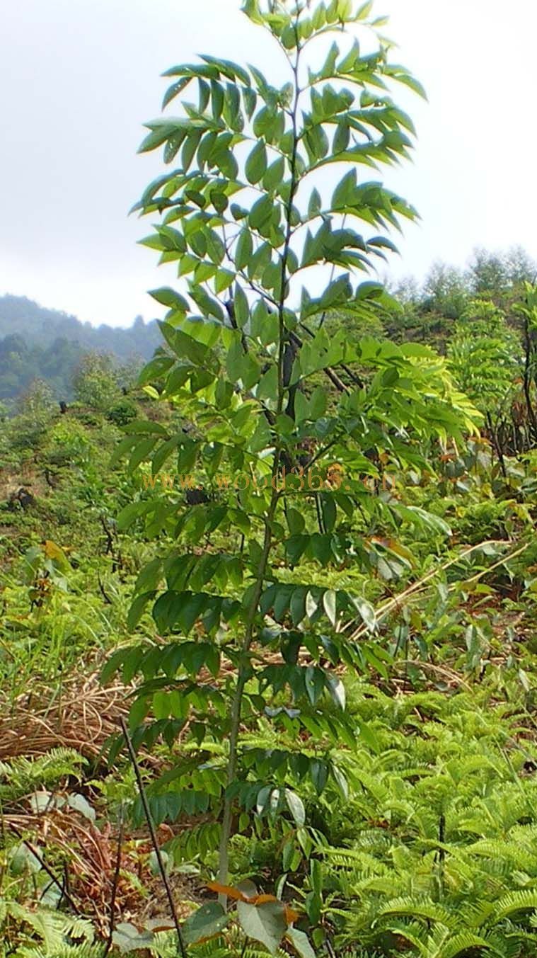 降香黄檀