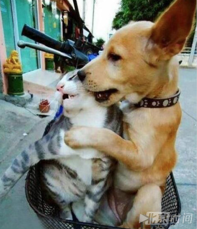 情人节又到了:单身狗应该怎么过?一笑而过