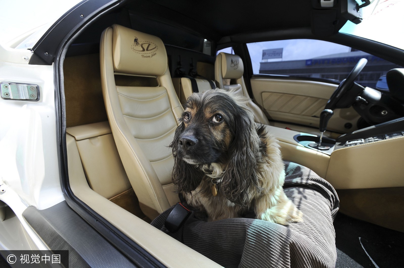 在英国谢菲尔德,小灵犬rupert把自己想象成人类,在炎热的夏季打造出不