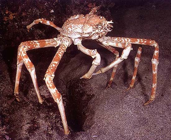 蜘蛛蟹属于甲壳纲,十足目,蜘蛛蟹科的一种海洋生物