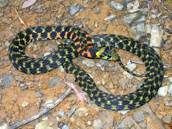 虎斑颈槽蛇