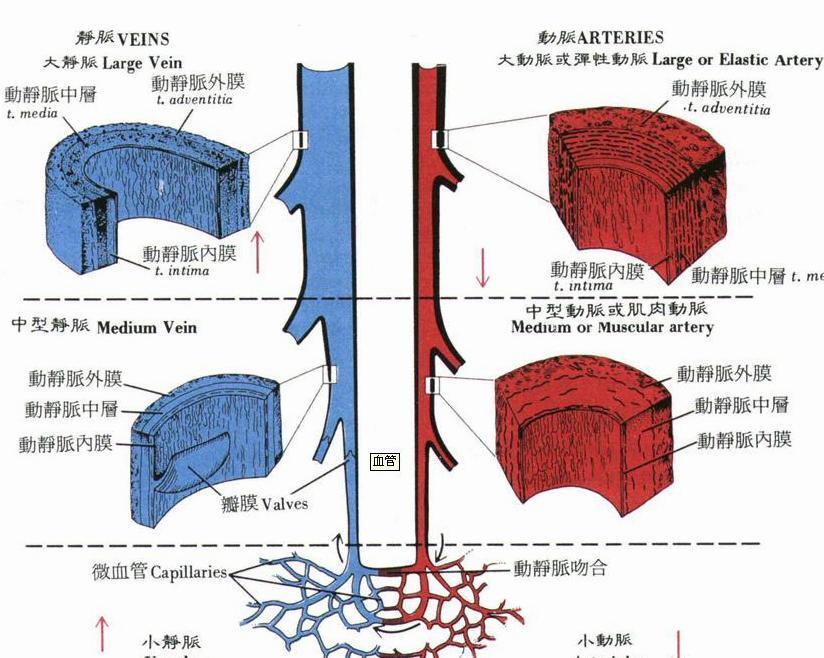 血管结构特征