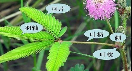 "害羞"的含羞草作文"害羞"的含羞草作文500字