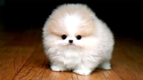 宠物搞笑合辑,太萌了吧