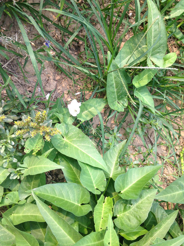 蕹菜,蓊菜,通心菜,无心菜,瓮菜,空筒菜,竹叶菜,开白色喇叭状花其梗