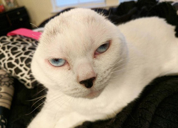 英国美少女收养"无耳猫"迅速走红