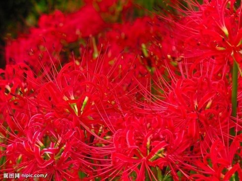 曼珠沙华花语