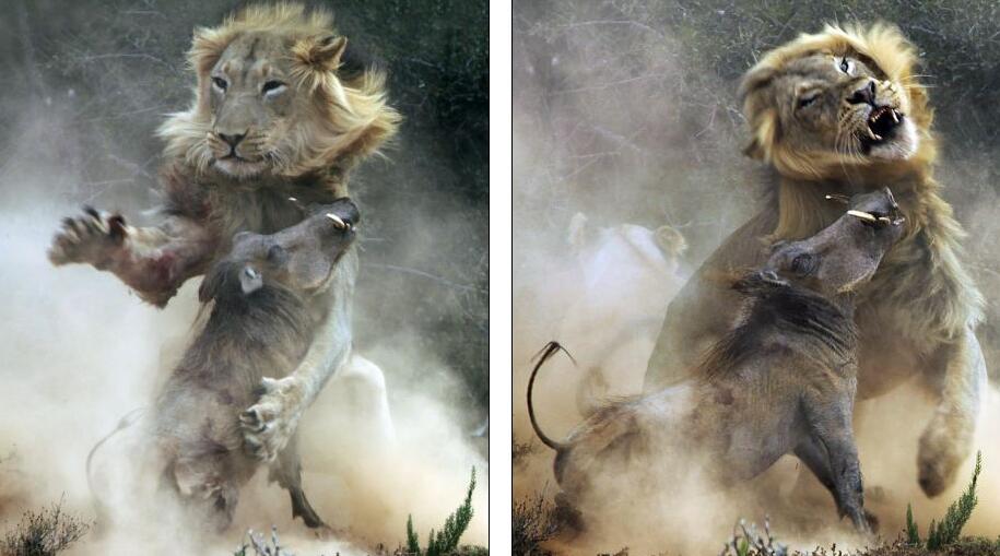 镜头下8张狮子扑杀疣猪,出现丧心病狂一幕