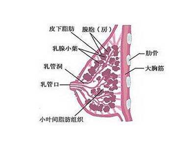 乳腺小葉增生不治療會怎麼樣 乳腺小葉增生保險