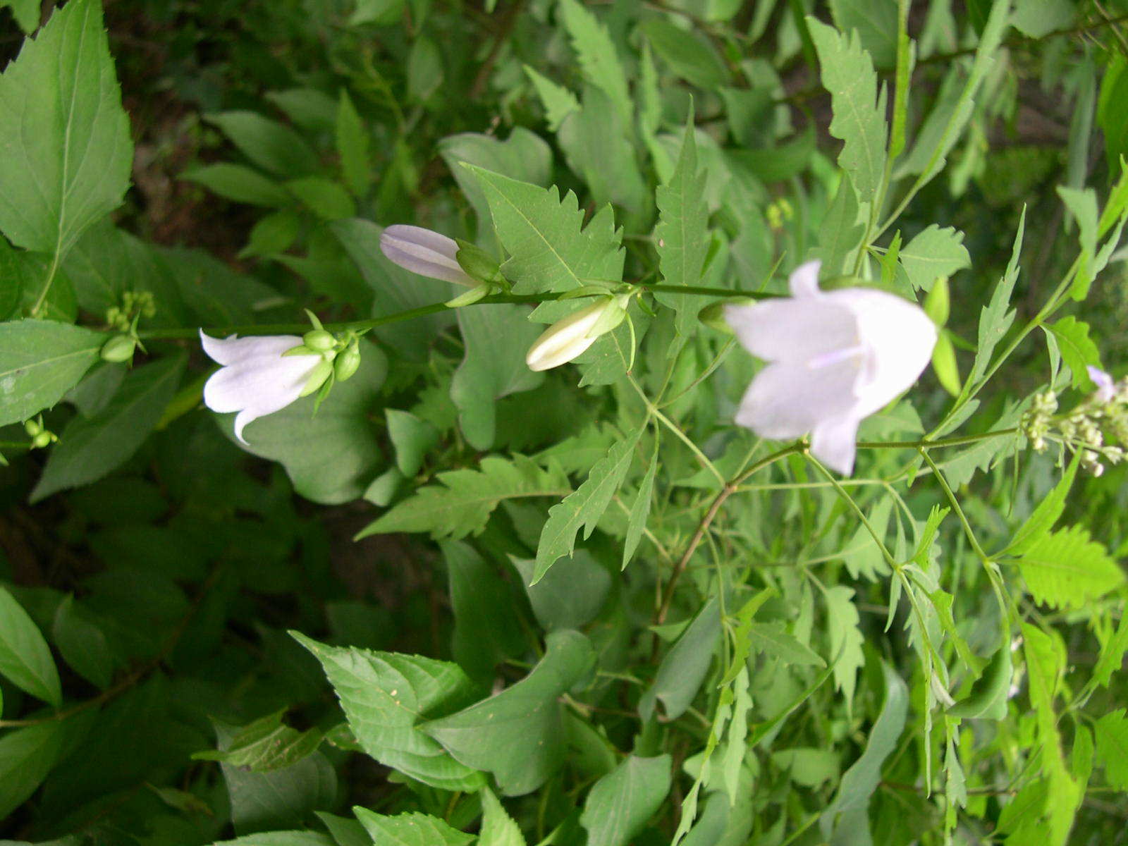 中文学名:荠尼 别称:山生菜,杏叶沙参,杏叶菜 界:植物界 科:桔梗科 属