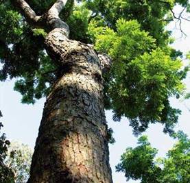 国树菲律宾的国树是纳拉树,它是紫檀木的一种
